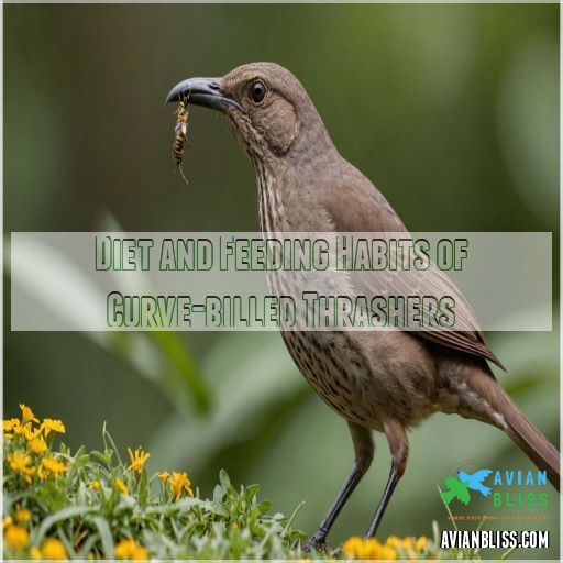 Diet and Feeding Habits of Curve-billed Thrashers