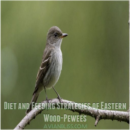 Diet and Feeding Strategies of Eastern Wood-Pewees