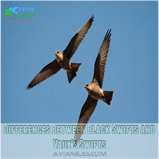 Differences Between Black Swifts and Vaux