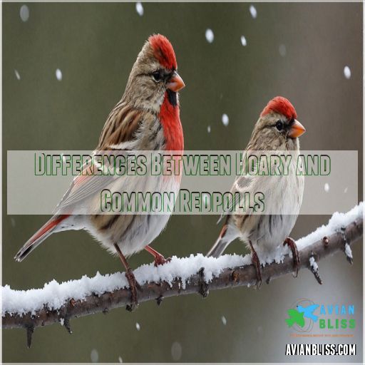 Differences Between Hoary and Common Redpolls