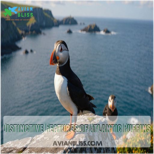 Distinctive Features of Atlantic Puffins