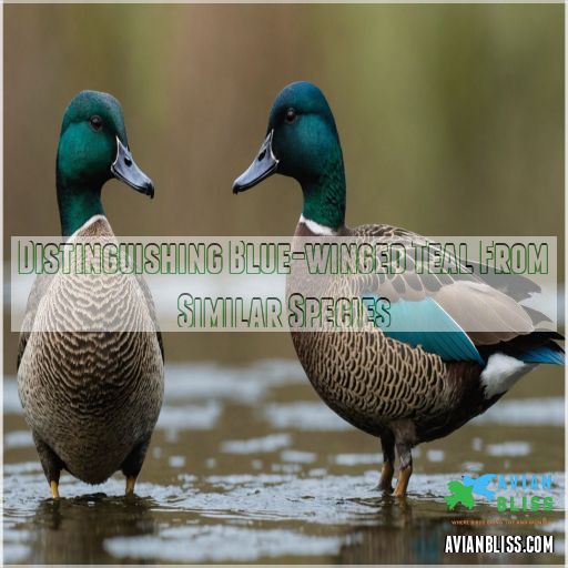 Distinguishing Blue-winged Teal From Similar Species