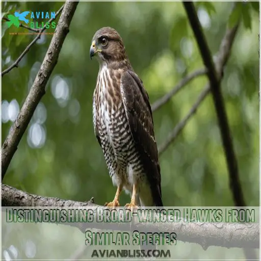 Distinguishing Broad-winged Hawks From Similar Species