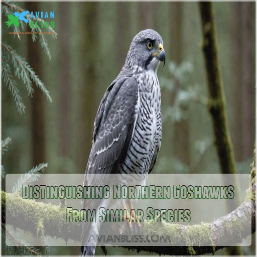 Distinguishing Northern Goshawks From Similar Species