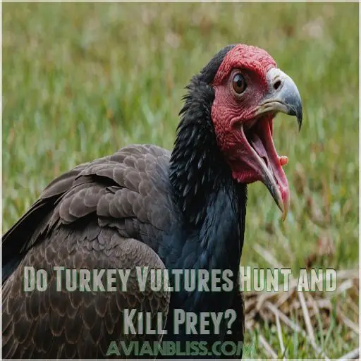 Do Turkey Vultures Hunt and Kill Prey