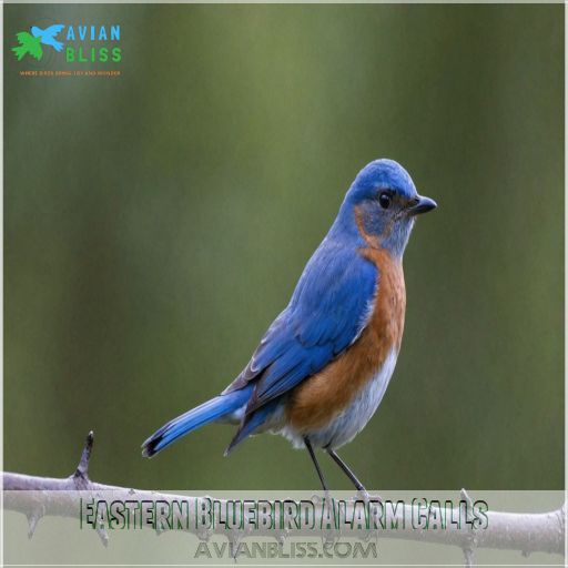 Eastern Bluebird Alarm Calls