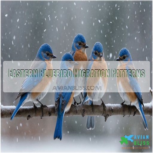 Eastern Bluebird Migration Patterns