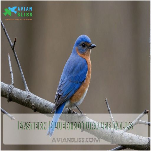 Eastern Bluebird Turalee Calls