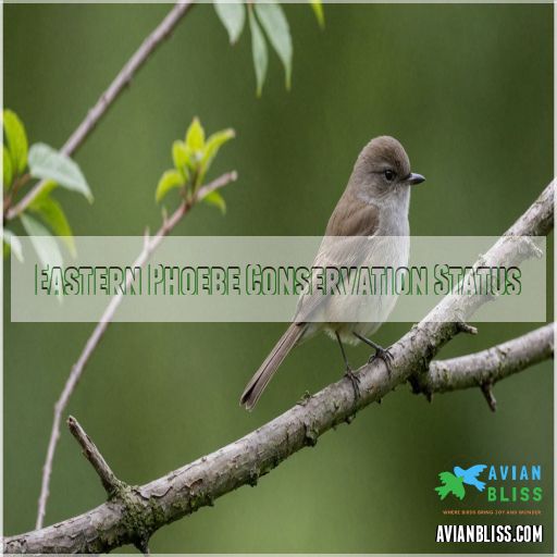 Eastern Phoebe Conservation Status