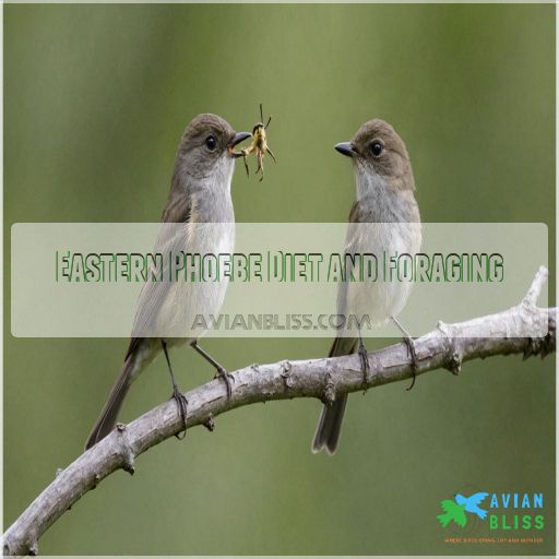 Eastern Phoebe Diet and Foraging