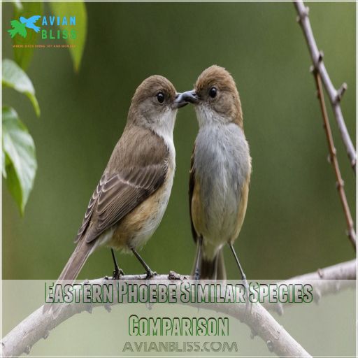 Eastern Phoebe Similar Species Comparison