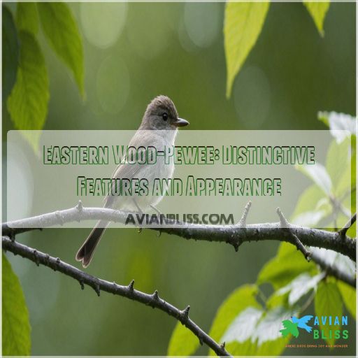 Eastern Wood-Pewee: Distinctive Features and Appearance