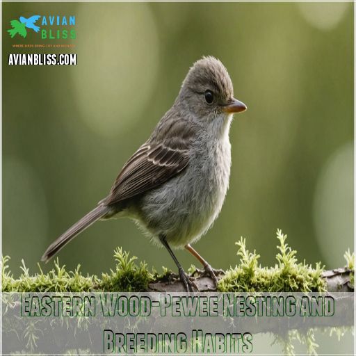 Eastern Wood-Pewee Nesting and Breeding Habits