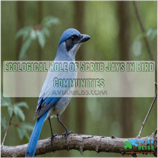 Ecological Role of Scrub Jays in Bird Communities