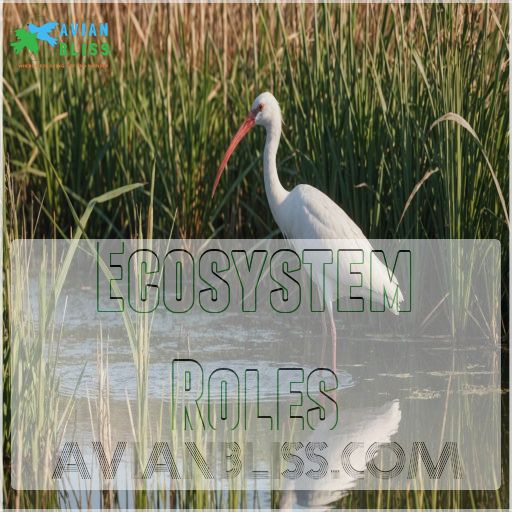 Ecosystem Roles