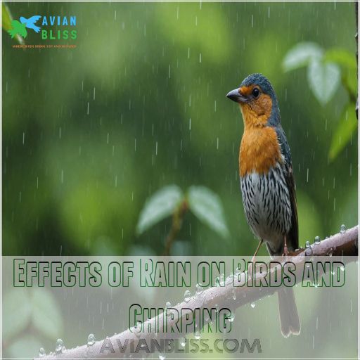 Effects of Rain on Birds and Chirping