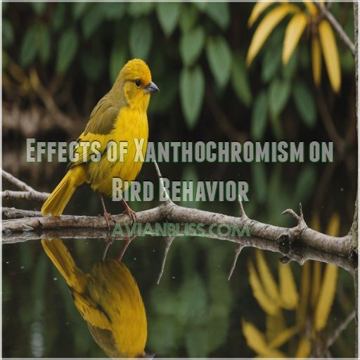 Effects of Xanthochromism on Bird Behavior