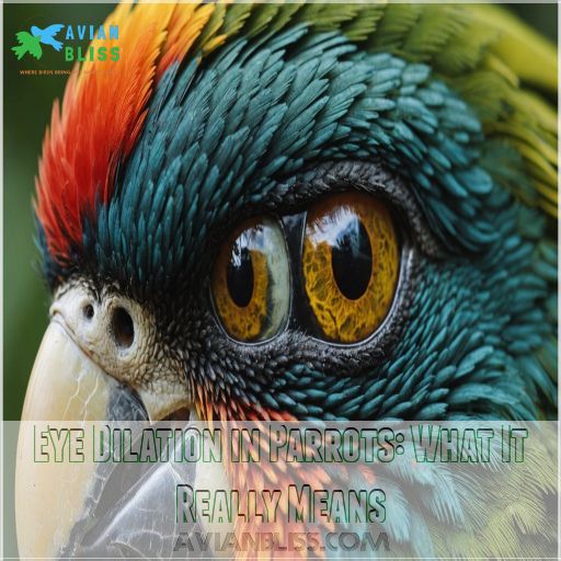 Eye Dilation in Parrots: What It Really Means