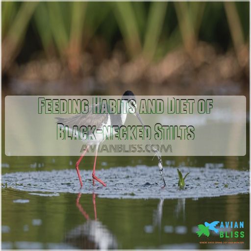 Feeding Habits and Diet of Black-necked Stilts