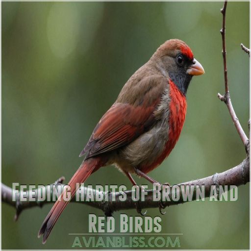 Feeding Habits of Brown and Red Birds