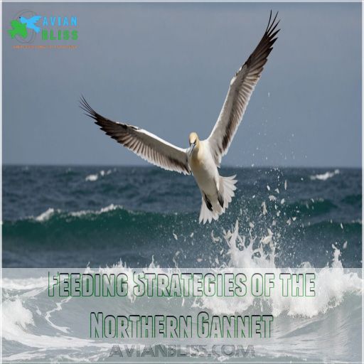 Feeding Strategies of the Northern Gannet