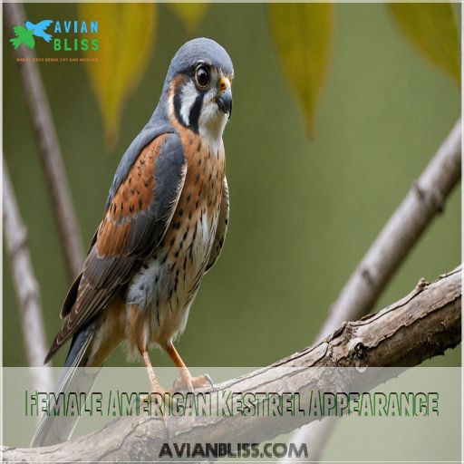 Female American Kestrel Appearance