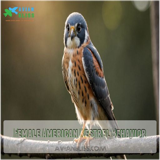 Female American Kestrel Behavior