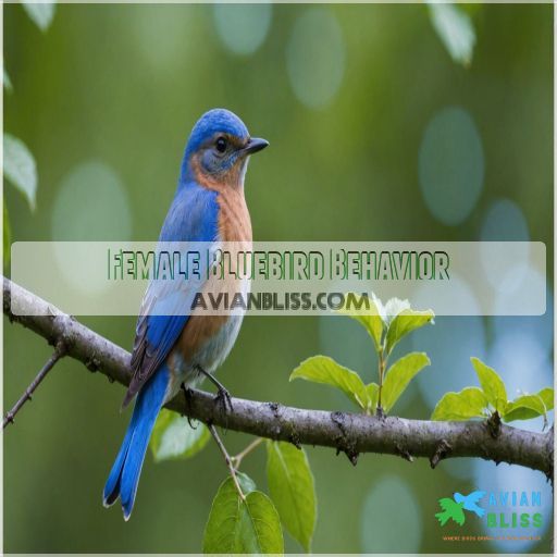 Female Bluebird Behavior