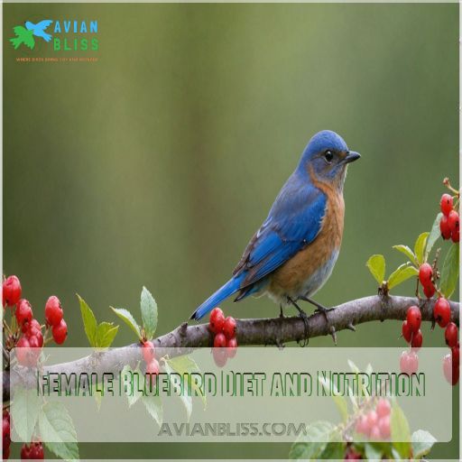 Female Bluebird Diet and Nutrition