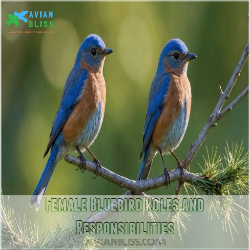 Female Bluebird Roles and Responsibilities