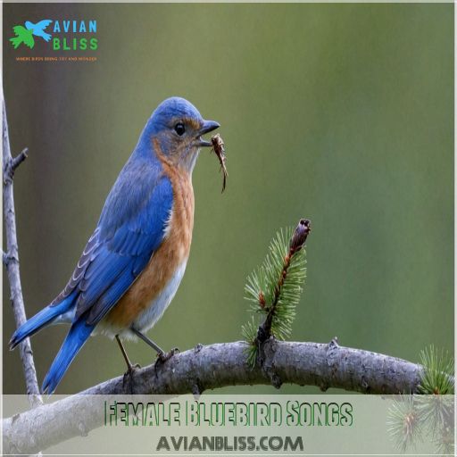 Female Bluebird Songs