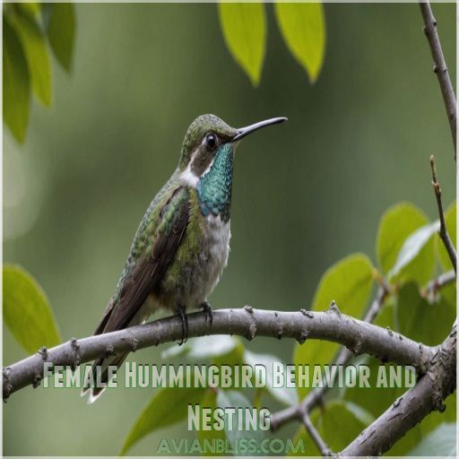 Female Hummingbird Behavior and Nesting