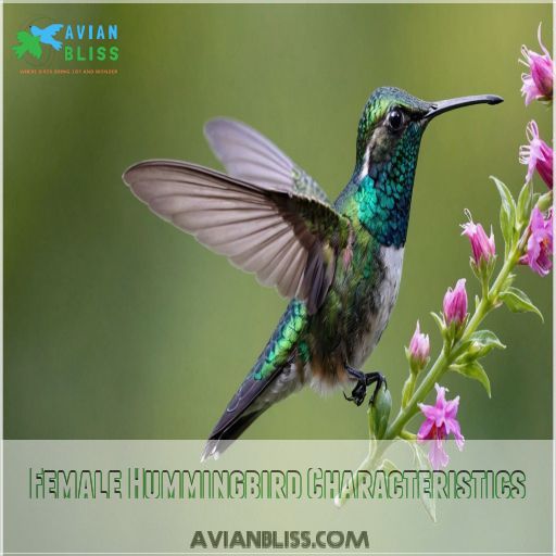 Female Hummingbird Characteristics