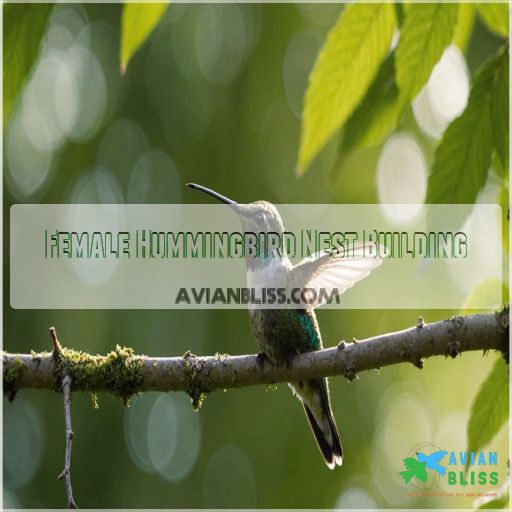 Female Hummingbird Nest Building