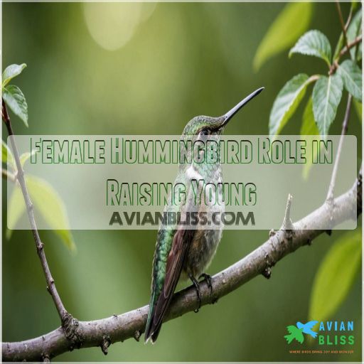 Female Hummingbird Role in Raising Young