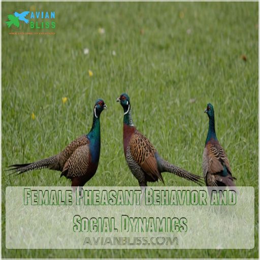 Female Pheasant Behavior and Social Dynamics