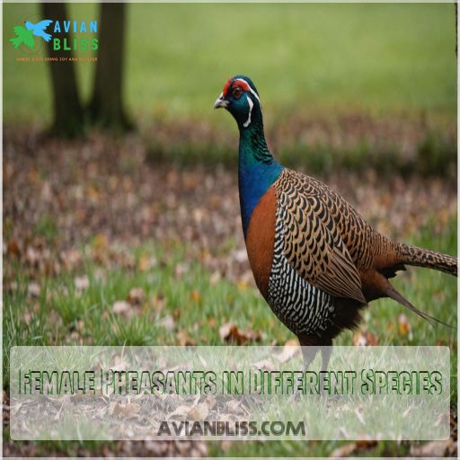 Female Pheasants in Different Species