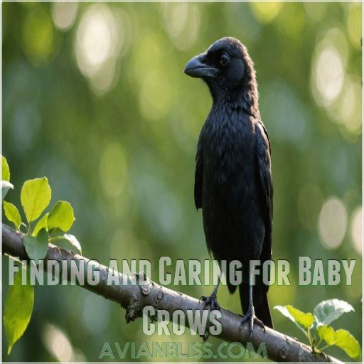 Finding and Caring for Baby Crows