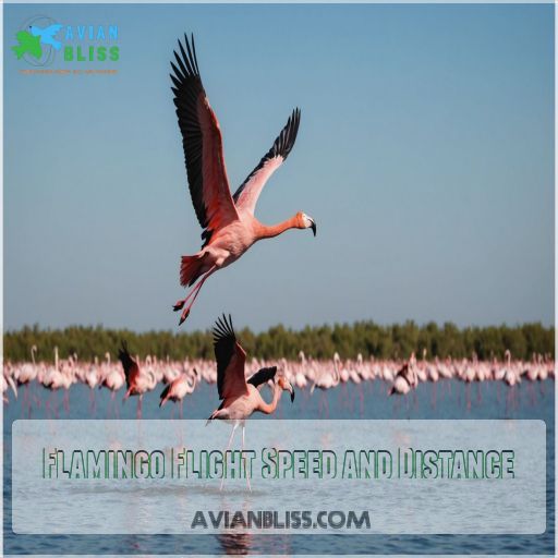 Flamingo Flight Speed and Distance