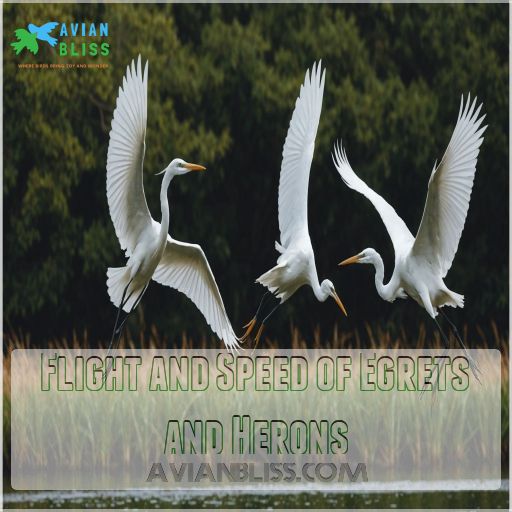 Flight and Speed of Egrets and Herons