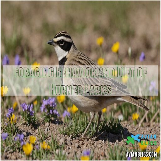 Foraging Behavior and Diet of Horned Larks