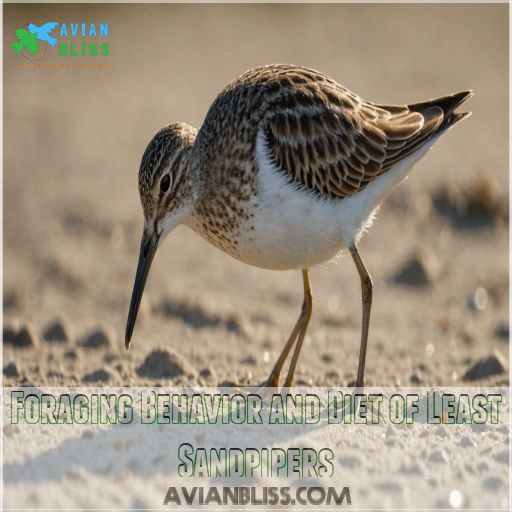 Foraging Behavior and Diet of Least Sandpipers