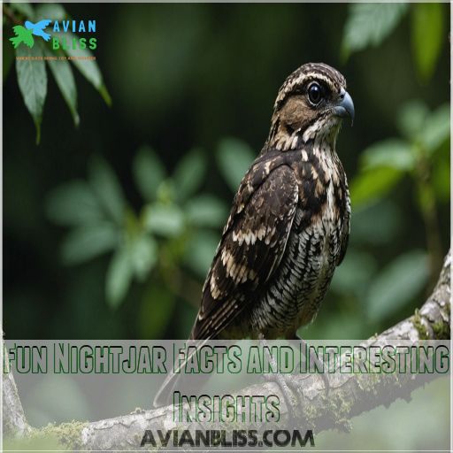 Fun Nightjar Facts and Interesting Insights