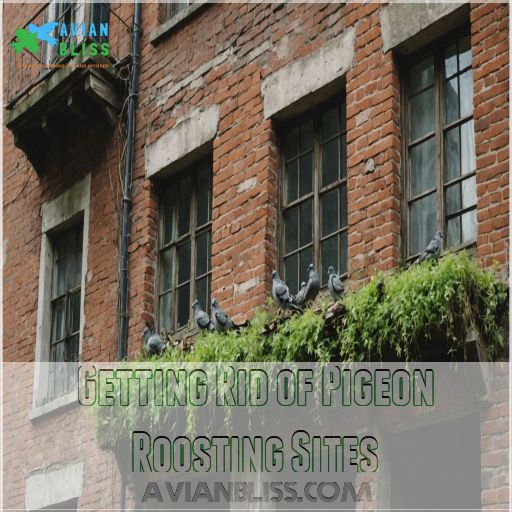 Getting Rid of Pigeon Roosting Sites