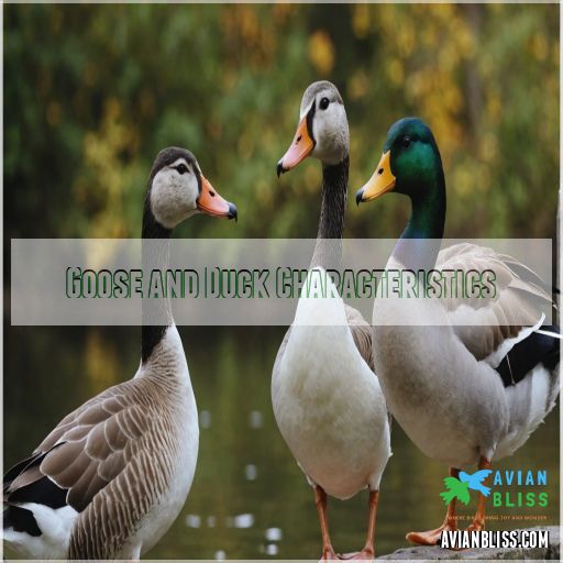 Goose and Duck Characteristics