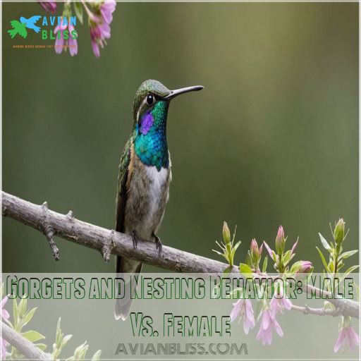 Gorgets and Nesting Behavior: Male Vs. Female