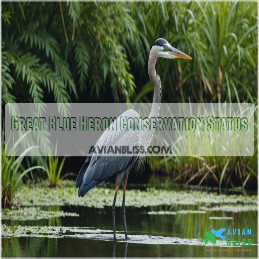 Great Blue Heron Conservation Status