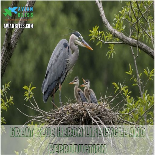 Great Blue Heron Facts: Habitat, Diet, Behavior & More