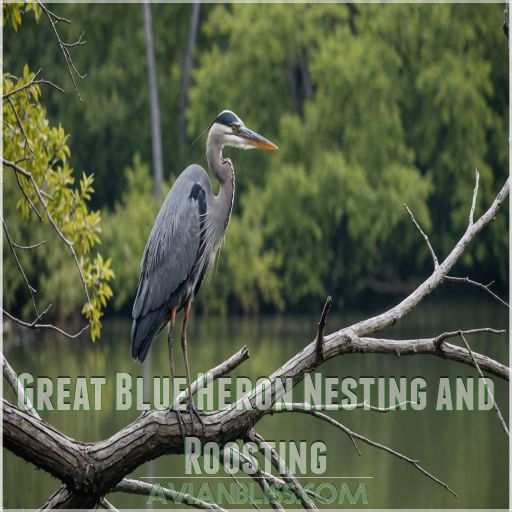 Great Blue Heron Nesting and Roosting