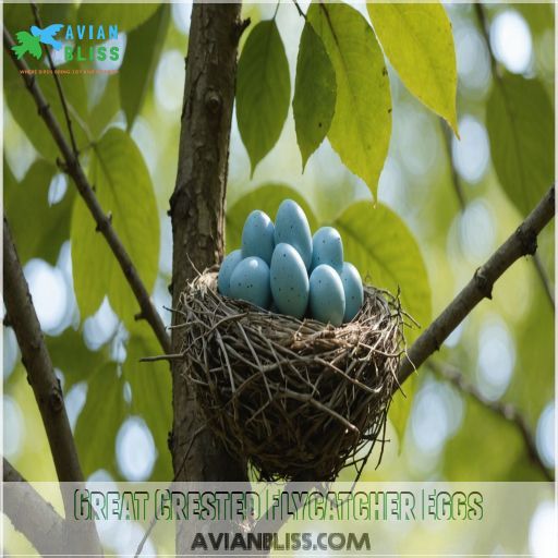 Great Crested Flycatcher Eggs